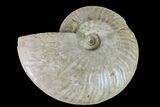 Silver Iridescent Ammonite (Cleoniceras) Fossil - Madagascar #159386-1